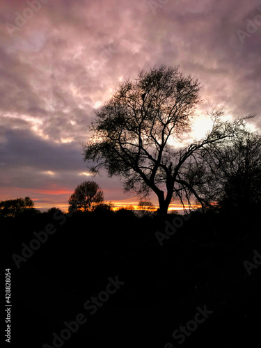 Tree silhouetted against a cloudy sky at sunset