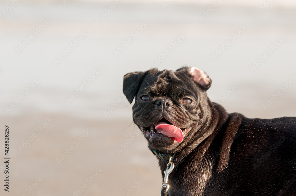 A cute black pug with a funny expression