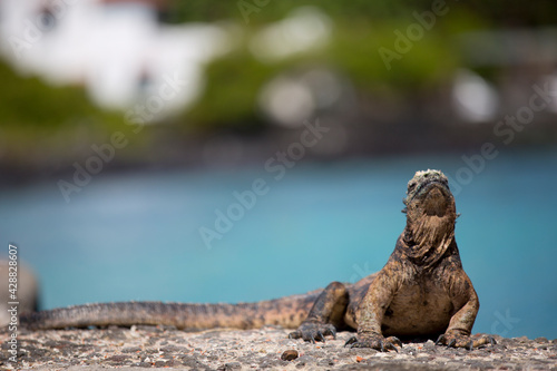 Iguana over a rock in Galapagos Islands