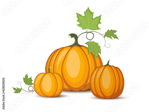 Set of pumpkins in various shapes outlined and colored. Bunch of pumpkins on white background