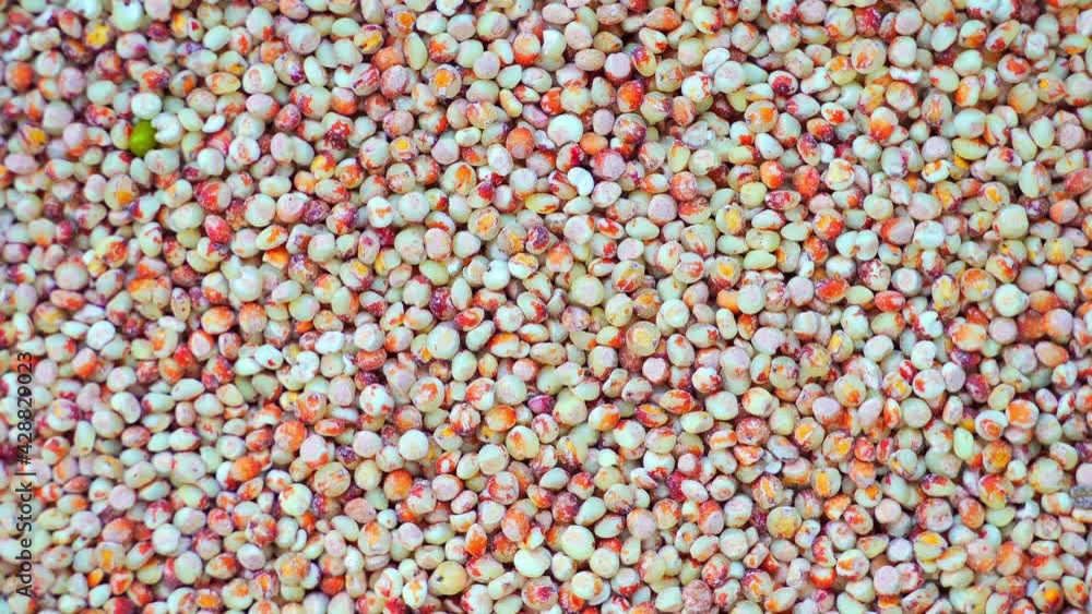 Rotating shot of red sorghum, top view, texture Rotating shot of red sorghum, top view, texture