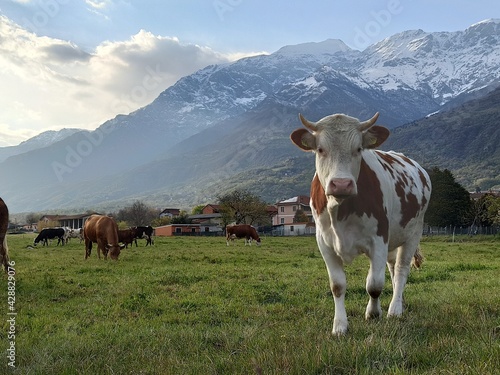 cows in the mountains among the valleys in Val Susa! 