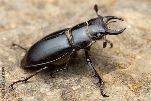 Pseudolucanus barbarossa (Lucanus barbarossa) is a beautiful black beetle