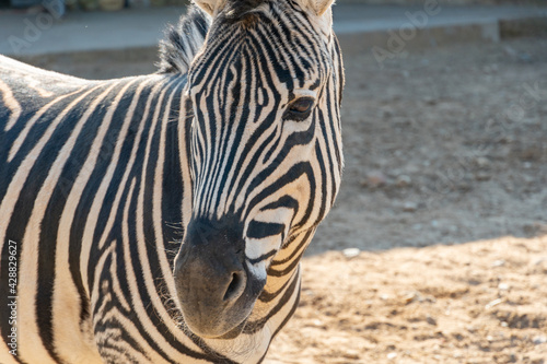 Close-up zebra head looks into the camera in the sunbeams at sunset  hoofed animal striped zebra