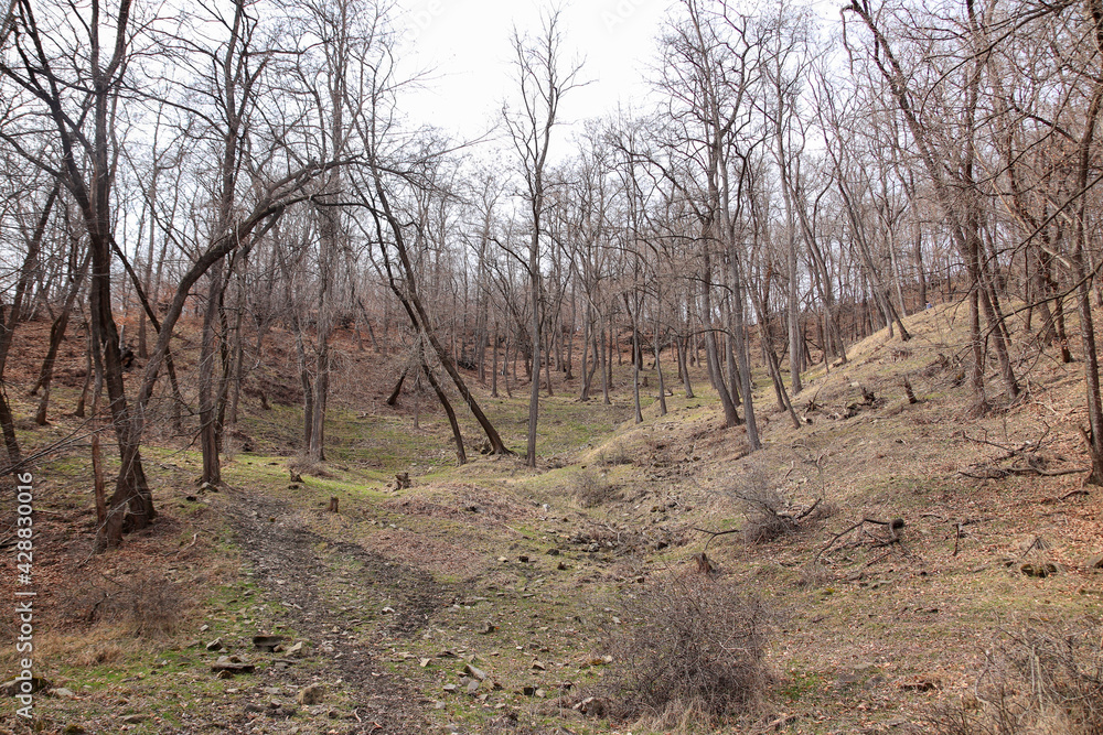 Fototapeta premium Field with some young trees in a springtime