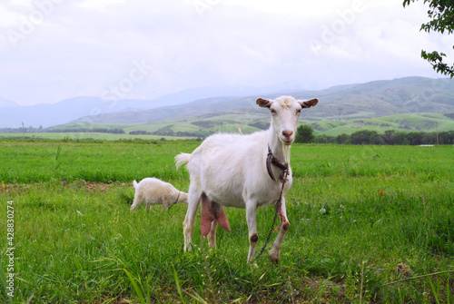 Fototapeta Naklejka Na Ścianę i Meble -  sheep on a meadow
