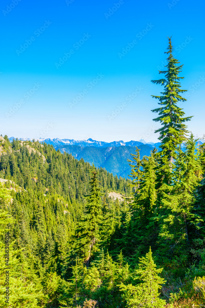 Fragment of Mount Seymour trail in Vancouver, Canada.