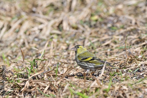 The pine siskin bird eating seeds rack from the ground 