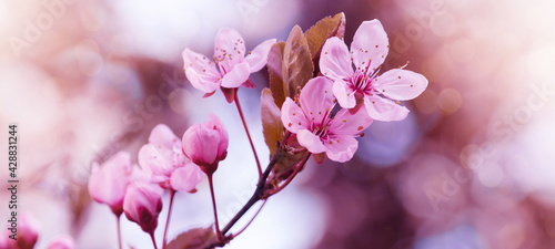 Fototapeta Naklejka Na Ścianę i Meble -  Spring flower background banner panorama - Pink beautiful blooming cherry blossoms ( Prunus ) with soft bright bokeh