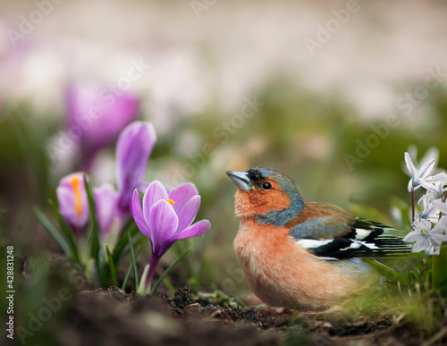 finch bird walks among beautiful snowdrops crocuses in a spring sunny park