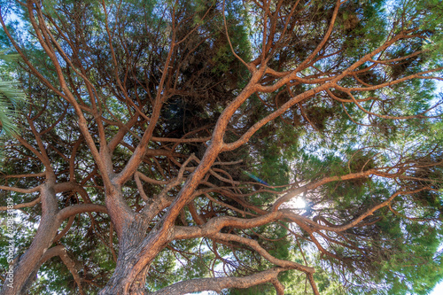 view of a centuries-old maritime pine tree from below