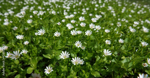 Flowers Starchatka average