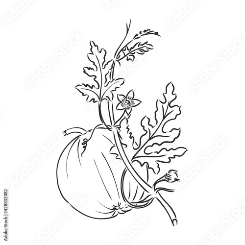 Pumpkin sketch hand drawn illustration. Isolated hand drawn object. Vegetable engraved style illustration. Detailed vegetarian food sketch. Farm market product.