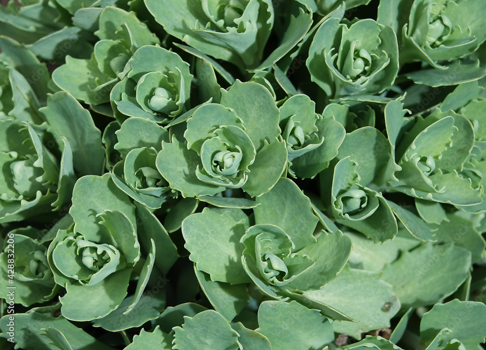 Plant sedum