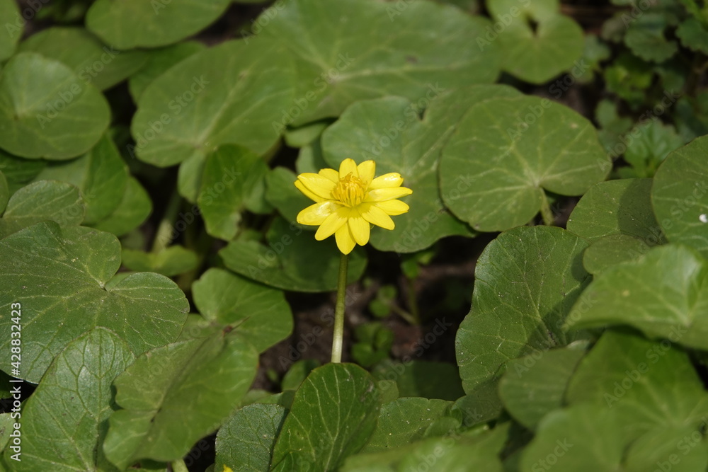 Spring flowers Chistyak Spring flowers Chistyak