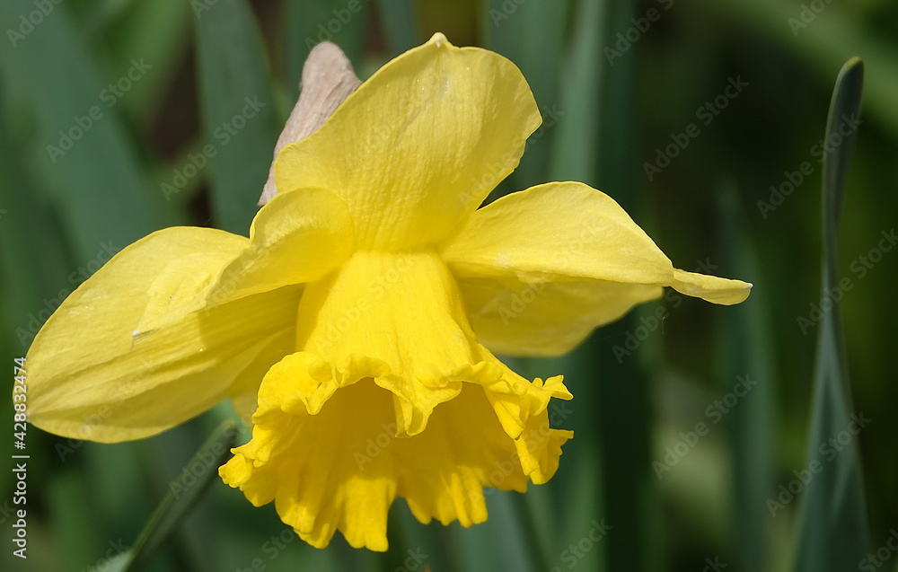Narcissus flower yellow or false Narcissus flower yellow or false
