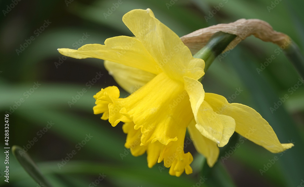 Narcissus flower yellow or false Narcissus flower yellow or false