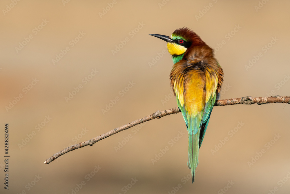 Beautiful nature scene with European bee-eater Merops apiaster. Wildlife shot of European bee-eater Merops apiaster on branch. European bee-eater Merops apiaster in the nature habitat. Beautiful nature scene with European bee-eater Merops apiaster. Wildlife shot of European bee-eater Merops apiaster on branch. European bee-eater Merops apiaster in the nature habitat.