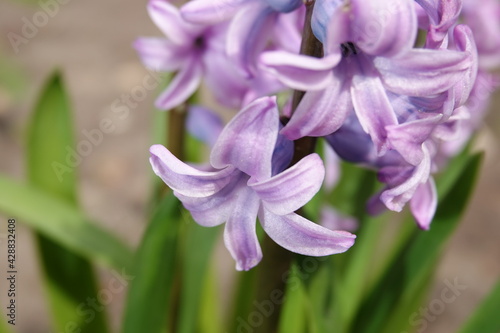 Oriental hyacinth flowers