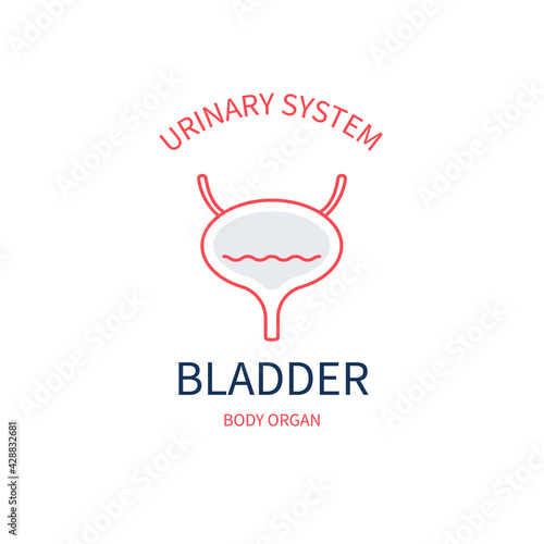 Bladder as urinary system internal body organ. Infographic poster made in line style on white background. Human anatomy icon. Vector illustration.