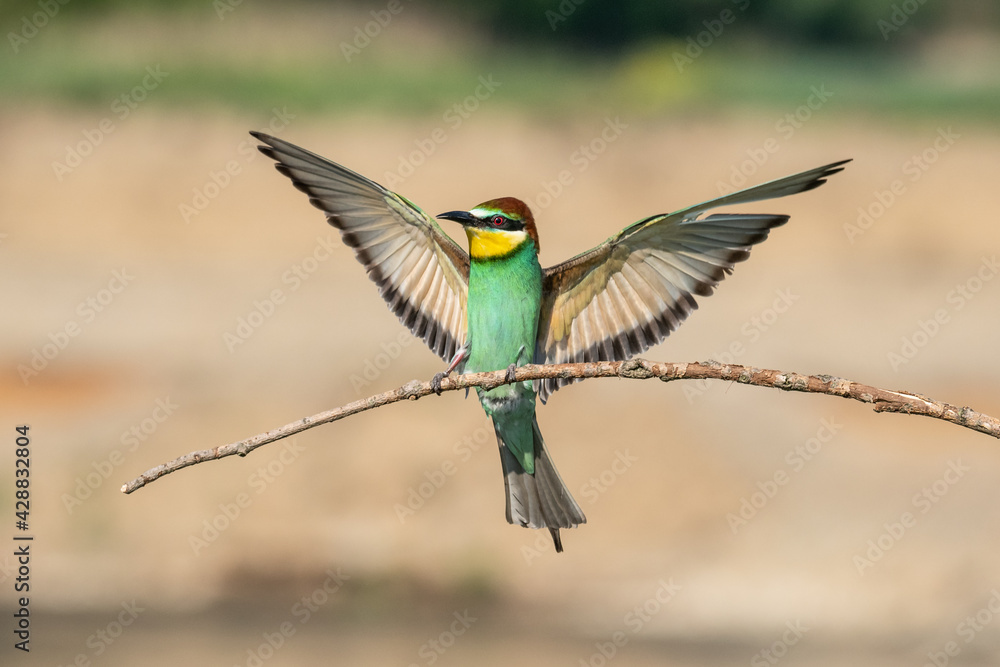 Beautiful nature scene with European bee-eater Merops apiaster. Wildlife shot of European bee-eater Merops apiaster on branch. European bee-eater Merops apiaster in the nature habitat. Beautiful nature scene with European bee-eater Merops apiaster. Wildlife shot of European bee-eater Merops apiaster on branch. European bee-eater Merops apiaster in the nature habitat.