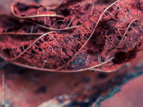 red leaf macro