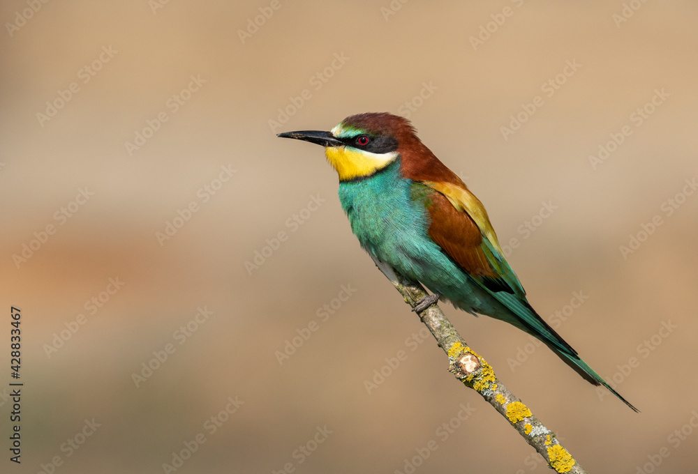 Beautiful nature scene with European bee-eater Merops apiaster. Wildlife shot of European bee-eater Merops apiaster on branch. European bee-eater Merops apiaster in the nature habitat. Beautiful nature scene with European bee-eater Merops apiaster. Wildlife shot of European bee-eater Merops apiaster on branch. European bee-eater Merops apiaster in the nature habitat.