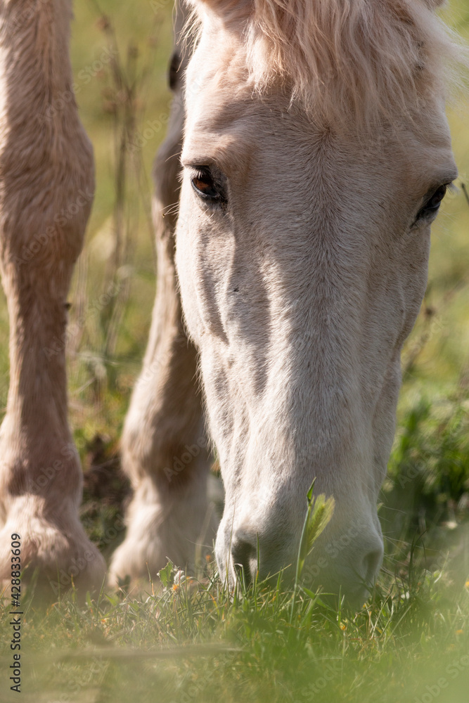 Fototapeta premium CABALLO CAMARGUE