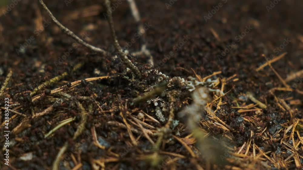 Closeup shot of the ants building a new anthill after winter. Forest. Nature. High quality 4k footage Closeup shot of the ants building a new anthill after winter. Forest. Nature. High quality 4k footage