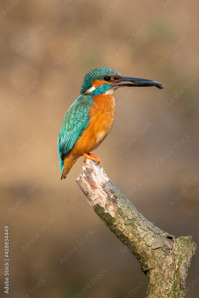 custom made wallpaper toronto digitalBeautiful nature scene with Common kingfisher (Alcedo atthis). Wildlife shot of Common kingfisher (Alcedo atthis) on the branch. Common kingfisher (Alcedo atthis) in the nature habitat.