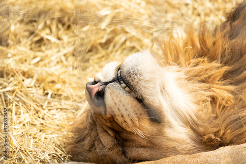 Canvastavla The cute lion lies and sleeps in the dry grass with ajar mouth so that a little visible teeth of the predator resting on a very hot day photo in warm yellow tones made close-up
