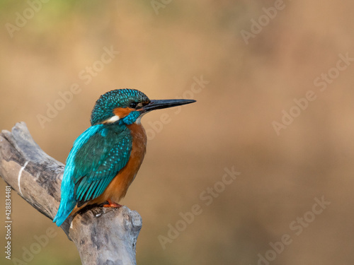 Beautiful nature scene with Common kingfisher (Alcedo atthis). Wildlife shot of Common kingfisher (Alcedo atthis) on the branch. Common kingfisher (Alcedo atthis) in the nature habitat.