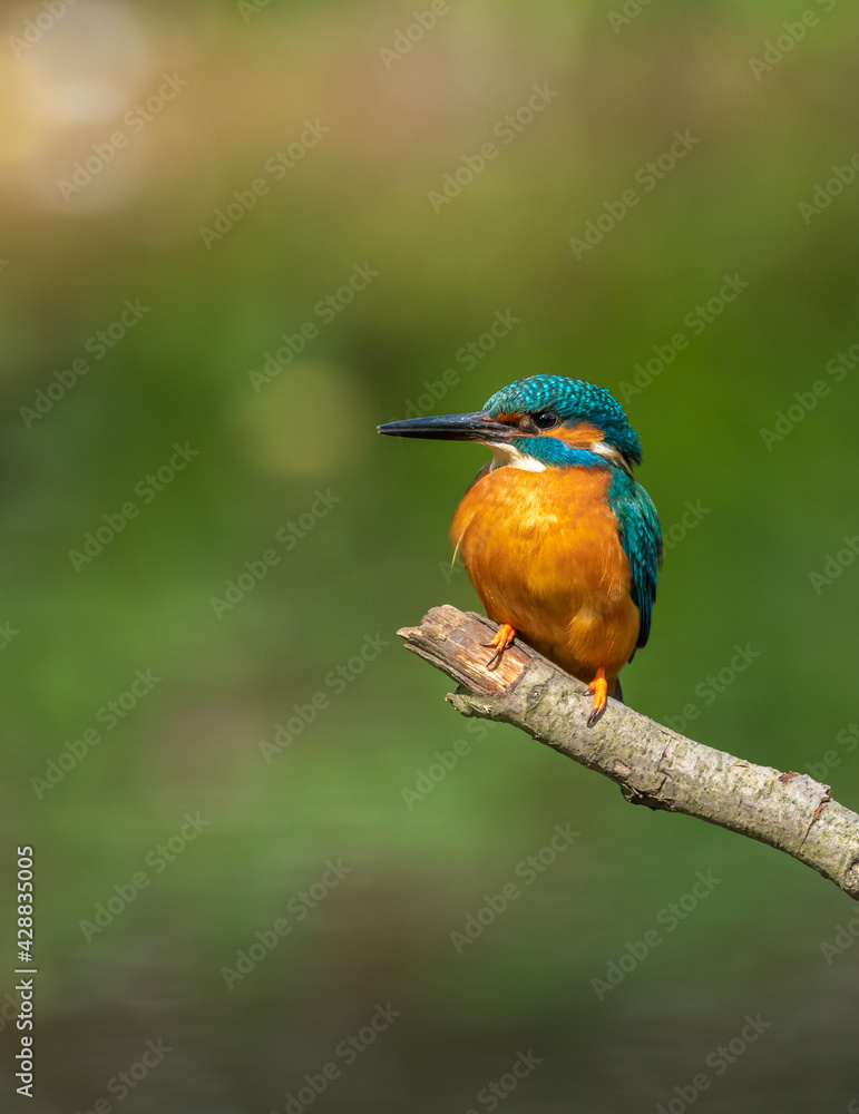 Beautiful nature scene with Common kingfisher (Alcedo atthis). Wildlife shot of Common kingfisher (Alcedo atthis) on the branch. Common kingfisher (Alcedo atthis) in the nature habitat. Beautiful nature scene with Common kingfisher (Alcedo atthis). Wildlife shot of Common kingfisher (Alcedo atthis) on the branch. Common kingfisher (Alcedo atthis) in the nature habitat.