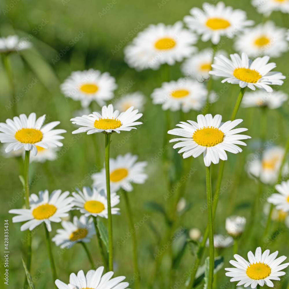 Blühende Margeriten, Leucanthemum, im Frühling Blühende Margeriten, Leucanthemum, im Frühling