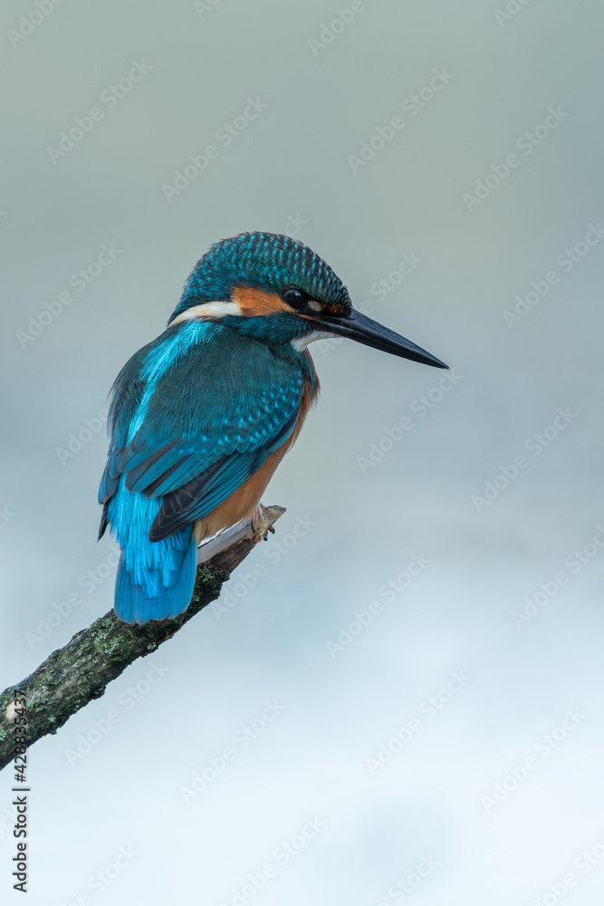 Obraz premium Beautiful nature scene with Common kingfisher (Alcedo atthis). Wildlife shot of Common kingfisher (Alcedo atthis) on the branch. Common kingfisher (Alcedo atthis) in the nature habitat.