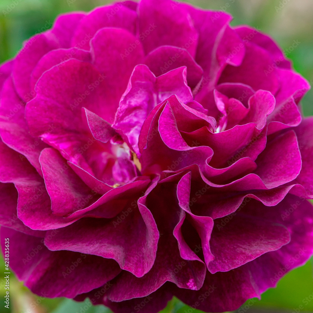 Hot Pink Rose Hot Pink Rose