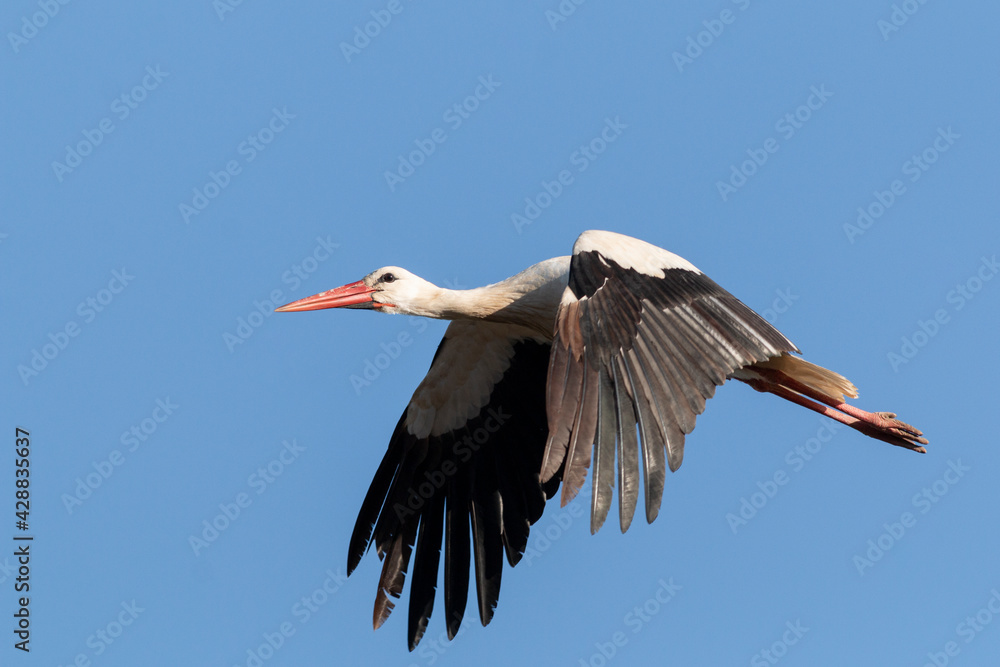 Fototapeta premium CIGÜEÑA BLANCA