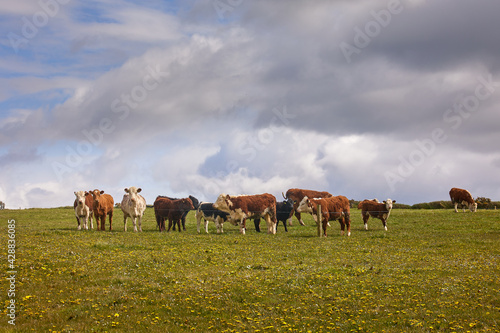 large view of Herd of cows and calves Inquisitive Limousin  on a ranch