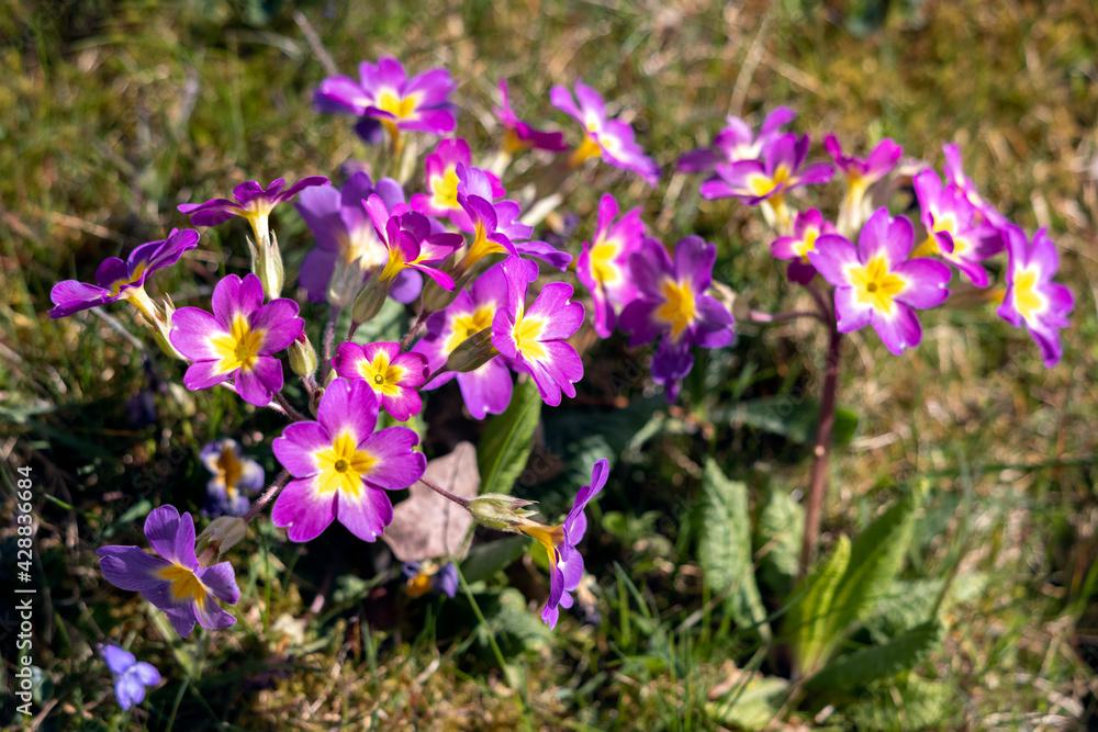 Naklejka premium A group of magenta Primroses flowering in the spring sunshine