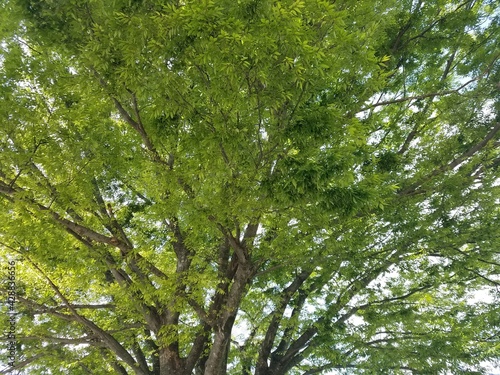 葉と葉がすれあう木