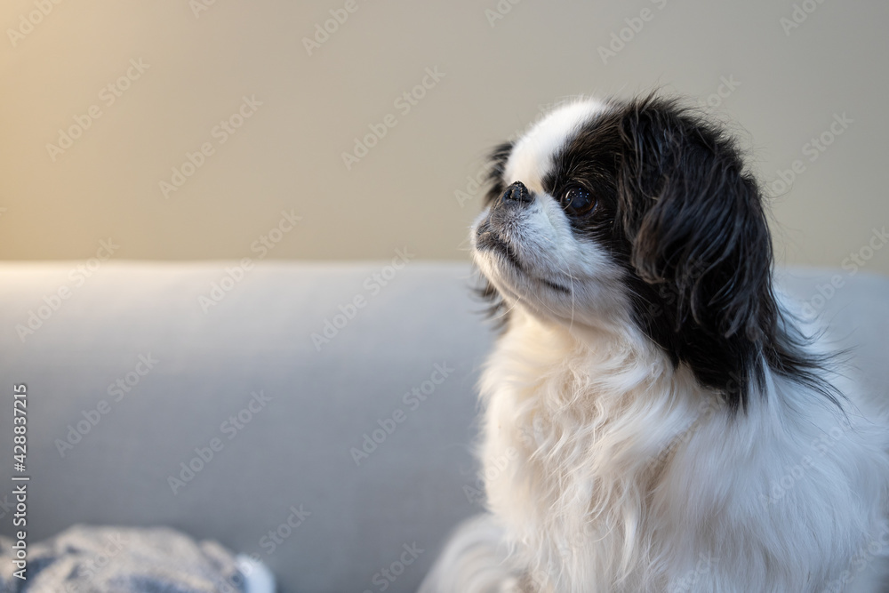 Japanese Chin dog sitting on blue couch getting portrait taken