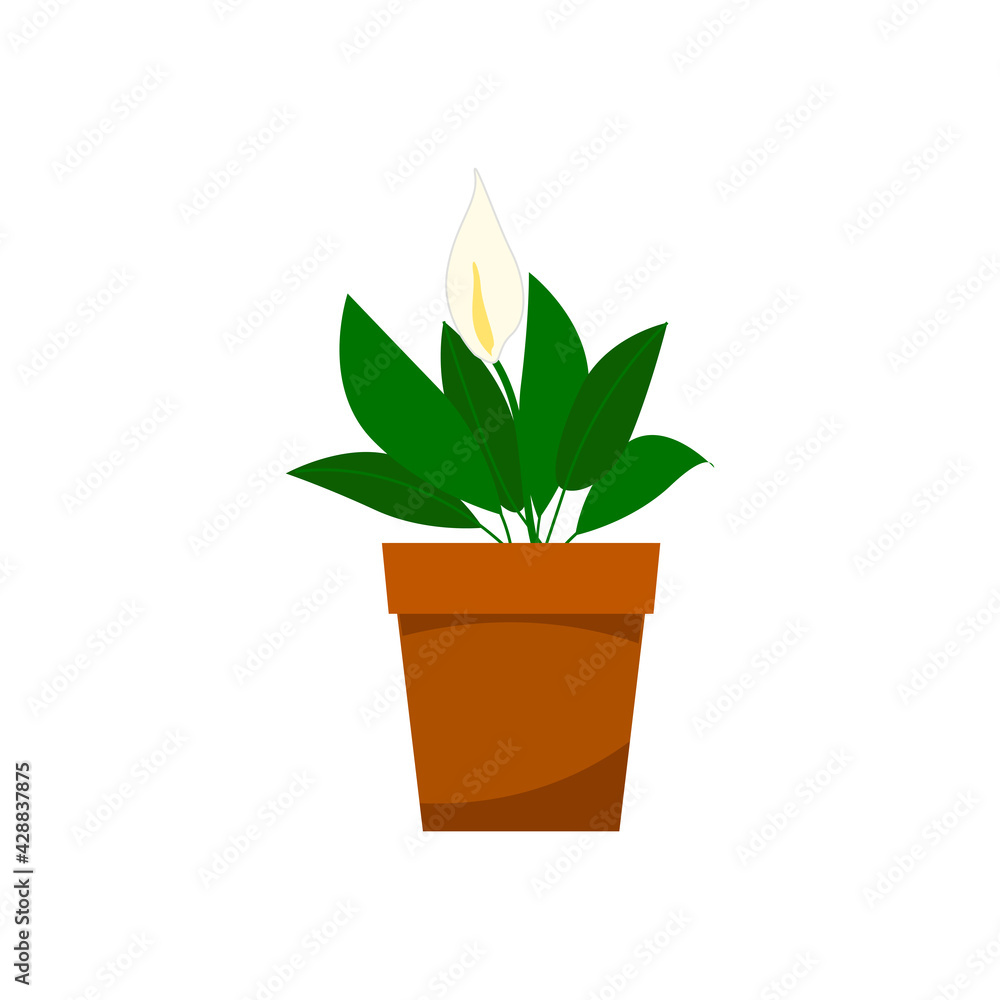 A young spathiphyllum flower blooming with green leaves. Home plants in a pot, home garden. Vector illustration on a white background.cartoon A young spathiphyllum flower blooming with green leaves. Home plants in a pot, home garden. Vector illustration on a white background.cartoon