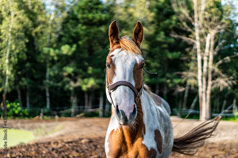 Obraz premium horse in the field