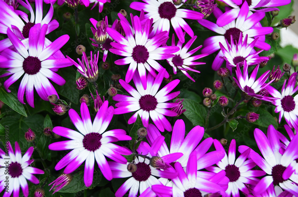 White and violet petals and green leaf of nature. White and violet petals and green leaf of nature.