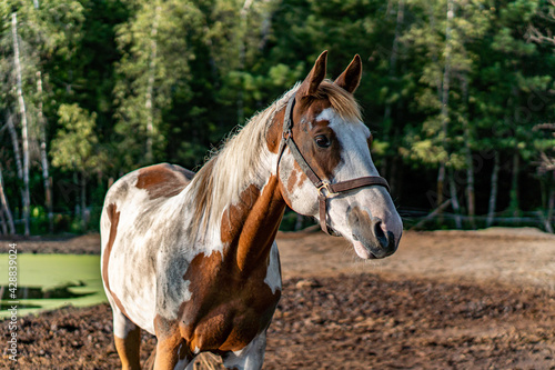 Horse in the field