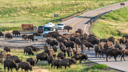 Buffalo herd traffic jam at Custer State Park - South Dakota Black Hills - at entrance to the Wind Cave National Park photo