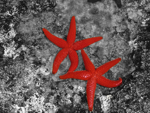 Fotografia red starfish on black stones
