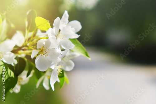 Fototapeta Naklejka Na Ścianę i Meble -  Blooming apple tree. Sun glare.