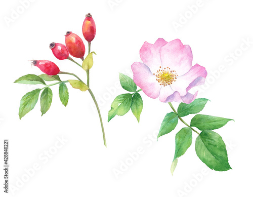 ハーブ：ローズヒップとローズ。水彩イラストのトレースベクター。花と葉はレイアウト変更可能。