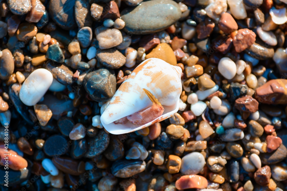 Shell on the stone seashore.